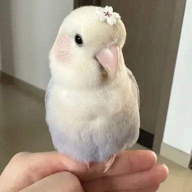 Profile image of 하늘이