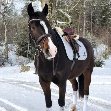 Profile image of 복실이