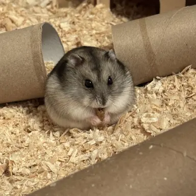 Profile image of 순이