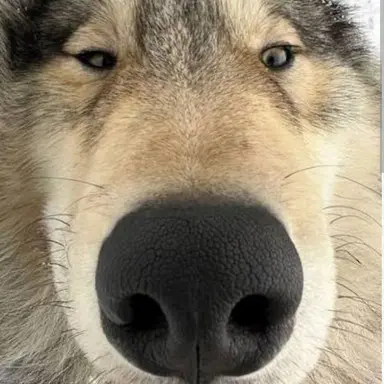 Profile image of 늑대
