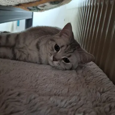 Profile image of 여우