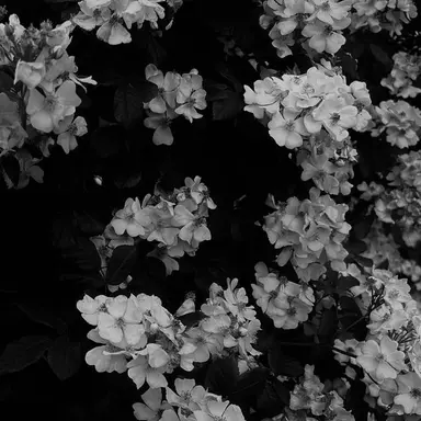 Profile image of TWO TIME