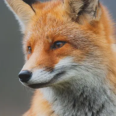 Profile image of 여우