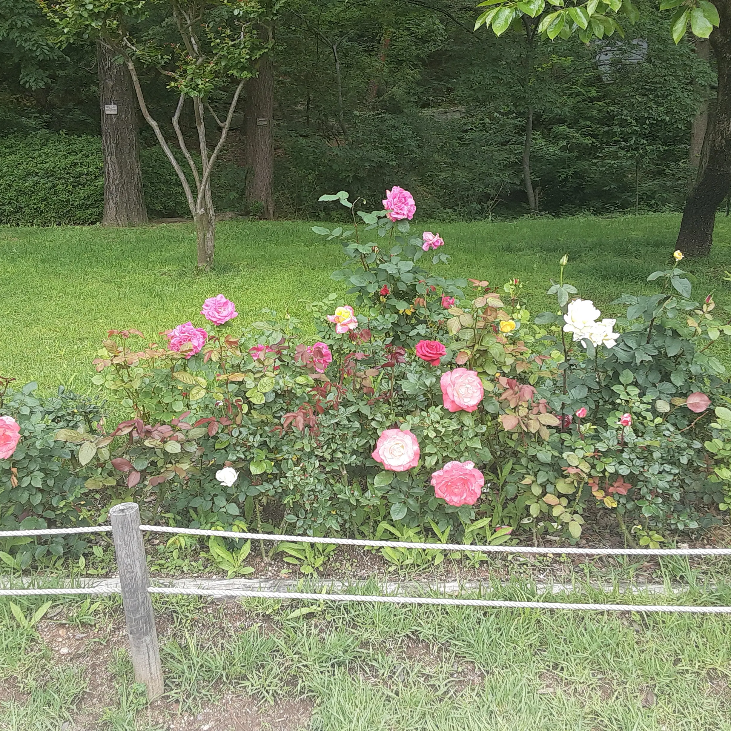 SleazyBass9570의 레볼루션 하트