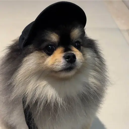 MoistMelon4016의 사춘기 온 몰리