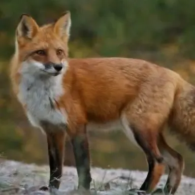 Profile image of ヨウ