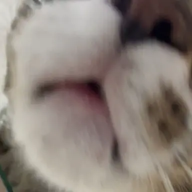 Profile image of リノ