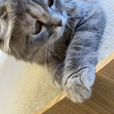 Profile image of イタ王