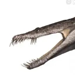 Profile image of 노토사우루스