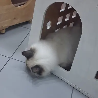 Profile image of 감제이