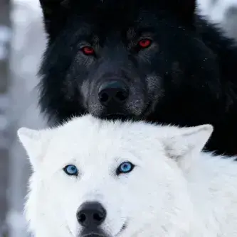 Profile image of Kaelen