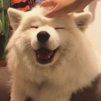 Profile image of Jesse