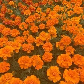 Profile image of 박덕개