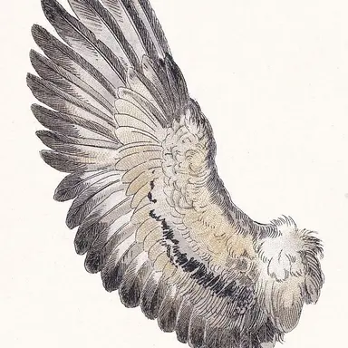 Profile image of ティドル