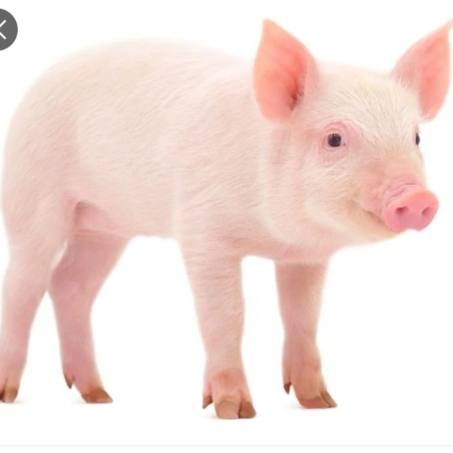 배은지