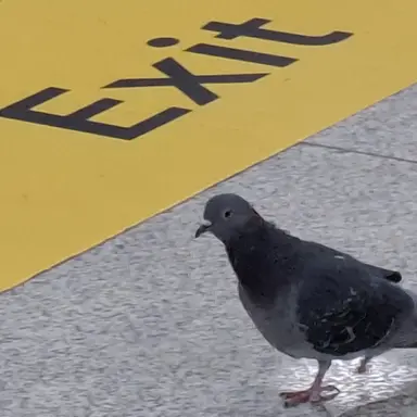 Profile image of 옥규현