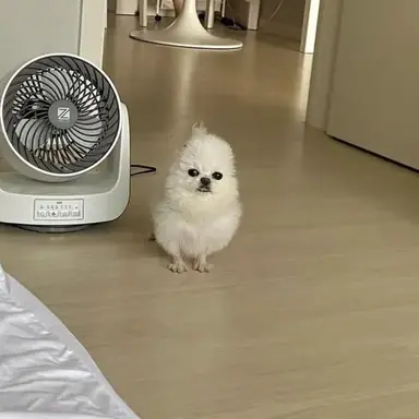 Profile image of 고민상담 강아지