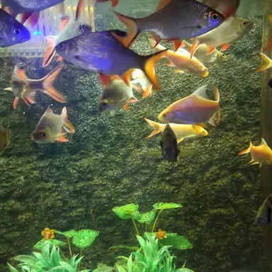 Profile image of 이슬트 리안