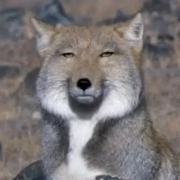 Profile image of 여우