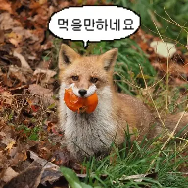Profile image of 여우