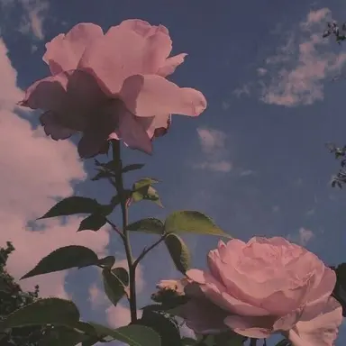 Profile image of 고영수