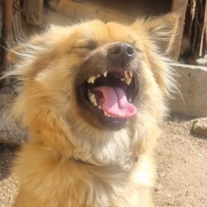 초코