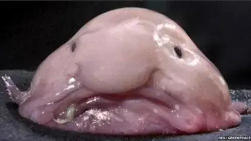 Profile image of 여우