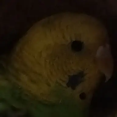 Profile image of 라에나 라빈더