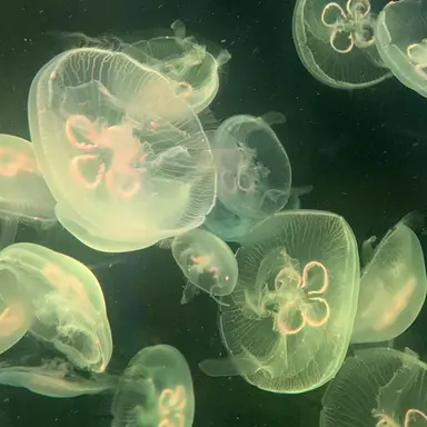 Profile image of 공룡