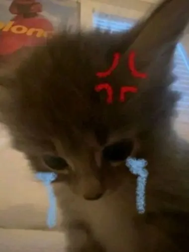 NWR의 고양이가 되고 싶어!