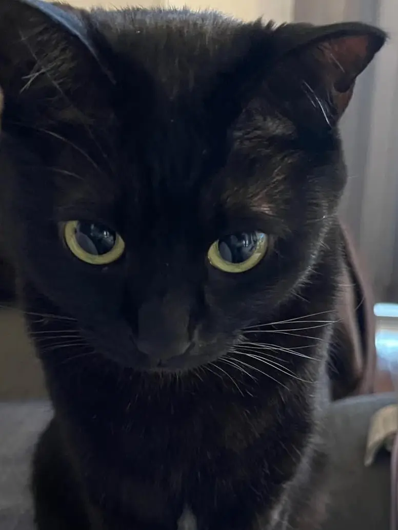 LeanerShot3701의 飼い猫たちが獣人化してしまった。