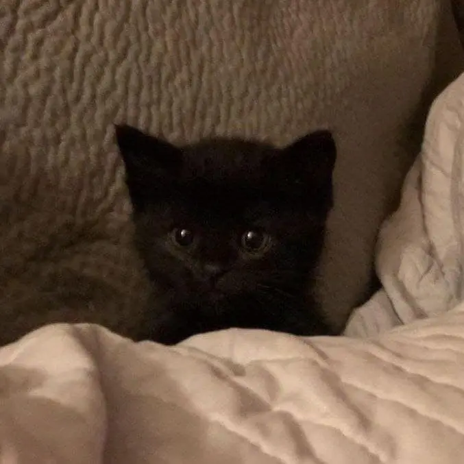 0719의 아기 고양이