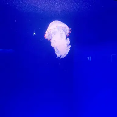 Profile image of アキ