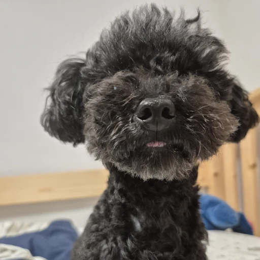 보린이