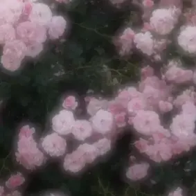 Profile image of 이하영