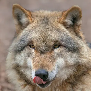 Profile image of 늑대