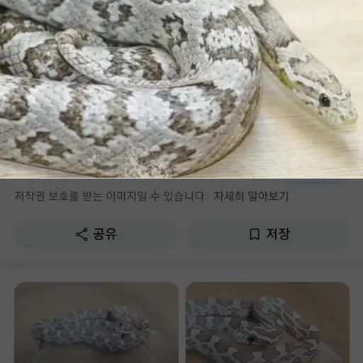 BigPilot6118의 뱀으로 살기