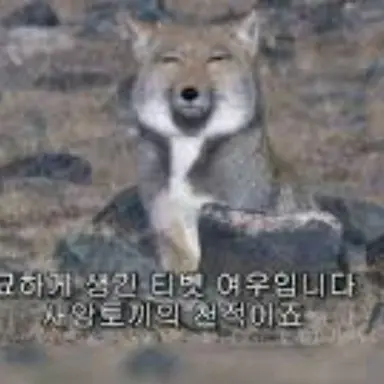 Profile image of 여우