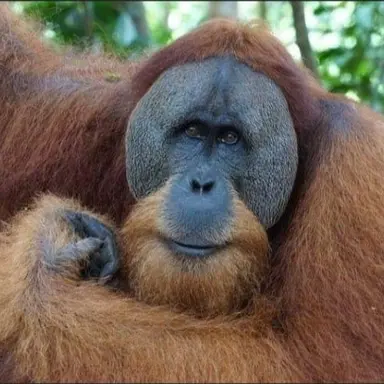 Profile image of 고늑대