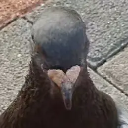 Pigeoncore의 비둘기 꼬시기