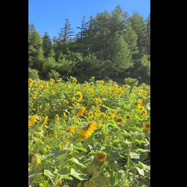 Profile image of 코마