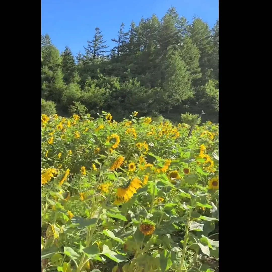 GrumpyMixer3049의 보스한테 처맞기