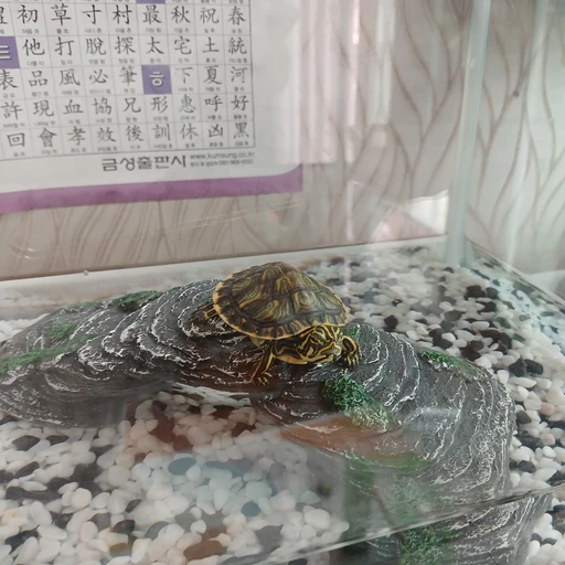애완 거북이