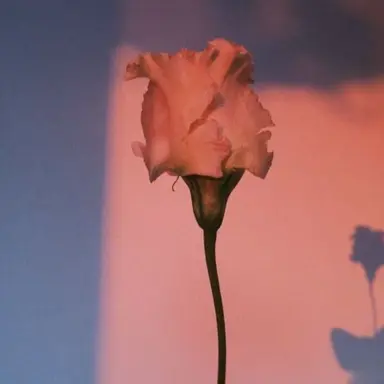 Profile image of 코마