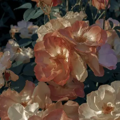 Profile image of 행크