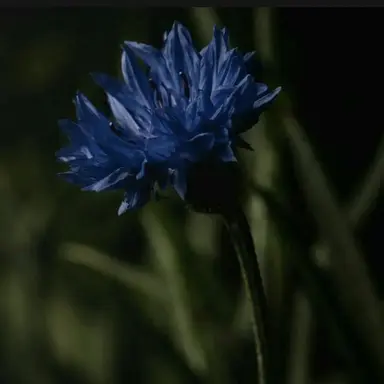 Profile image of 파이브