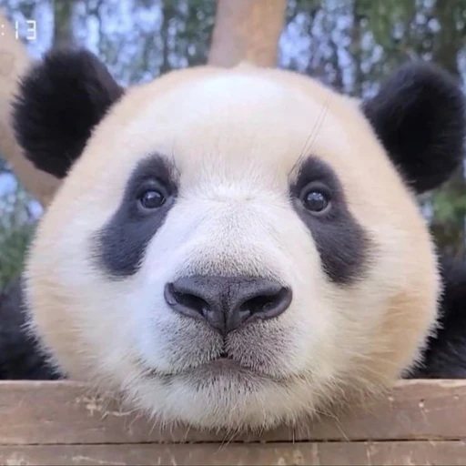 푸바오