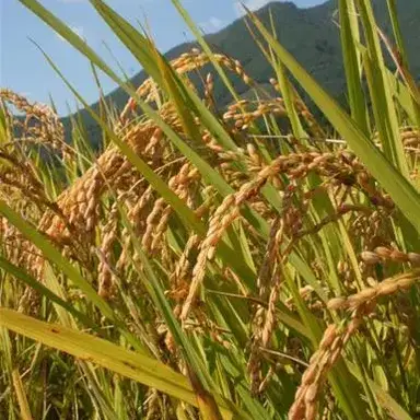 Profile image of 벼