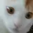 양이