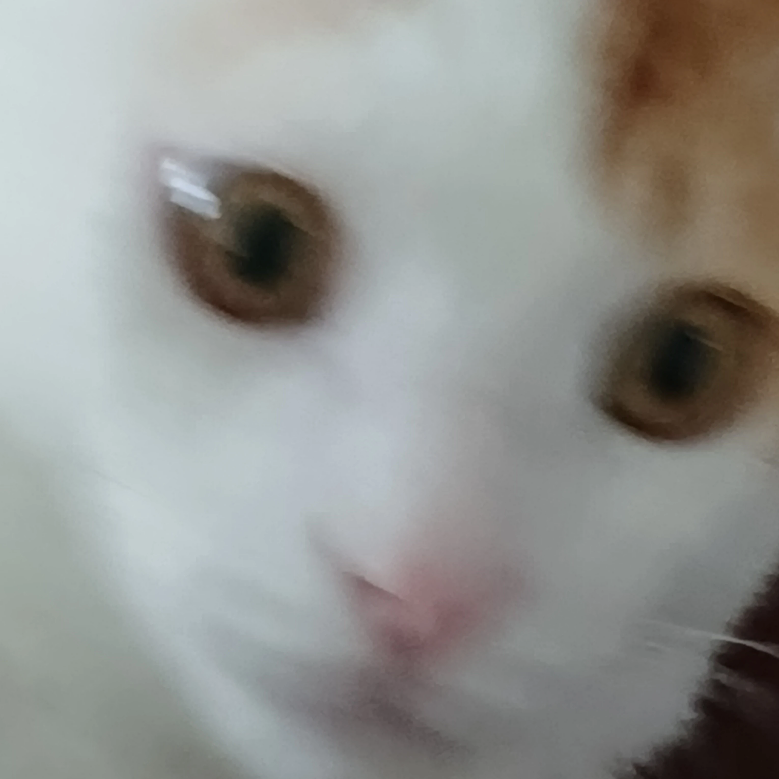 양이